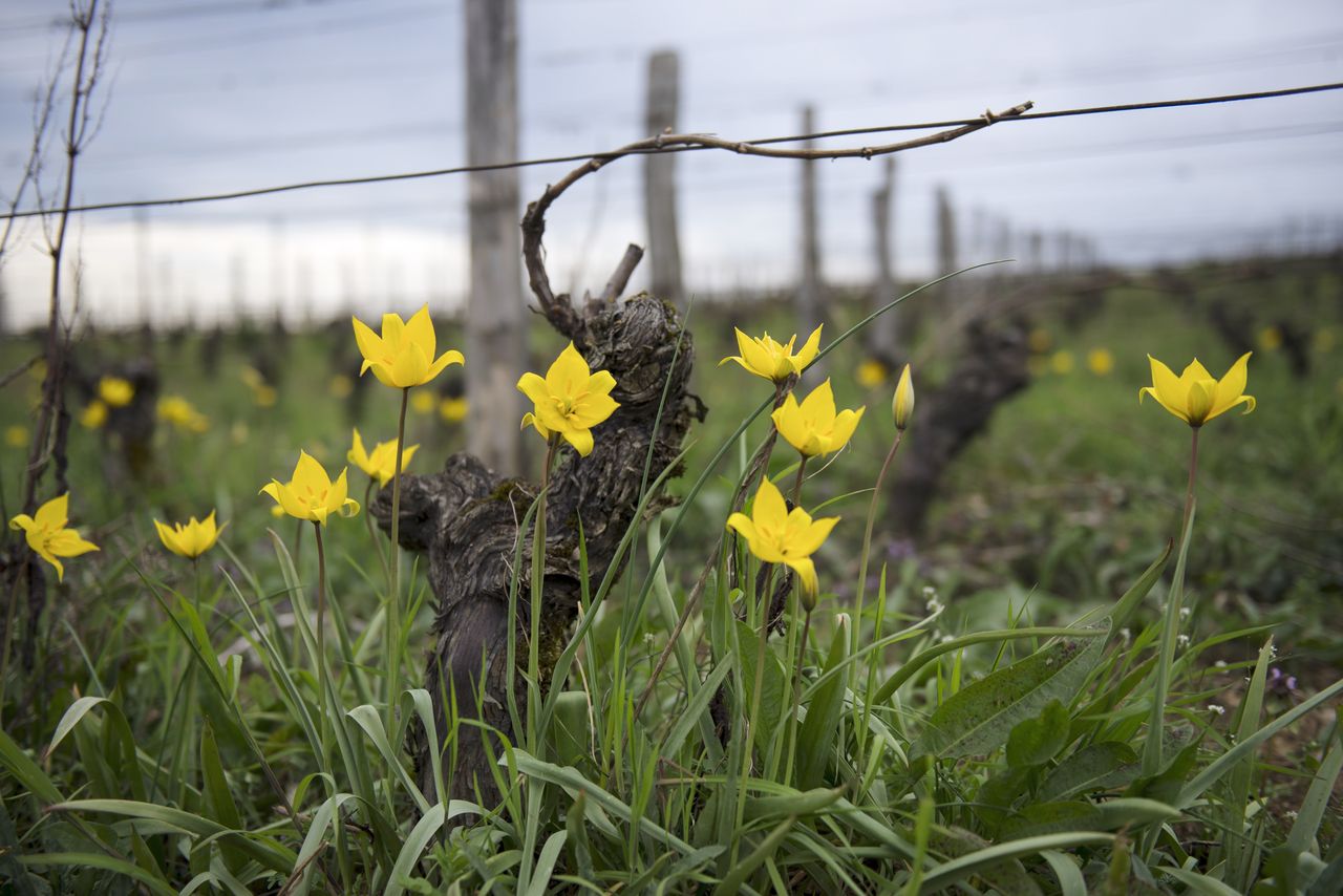 Flore Tulipe de vigne Tul_0304
